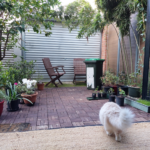 cat in foreground walking to backyard with pot plants around the edges a tree in the background and bamboo lining the fence on the right. 2 outside chairs in front of garage door in the back and a wheelie rubbish bin in front of them. no grass