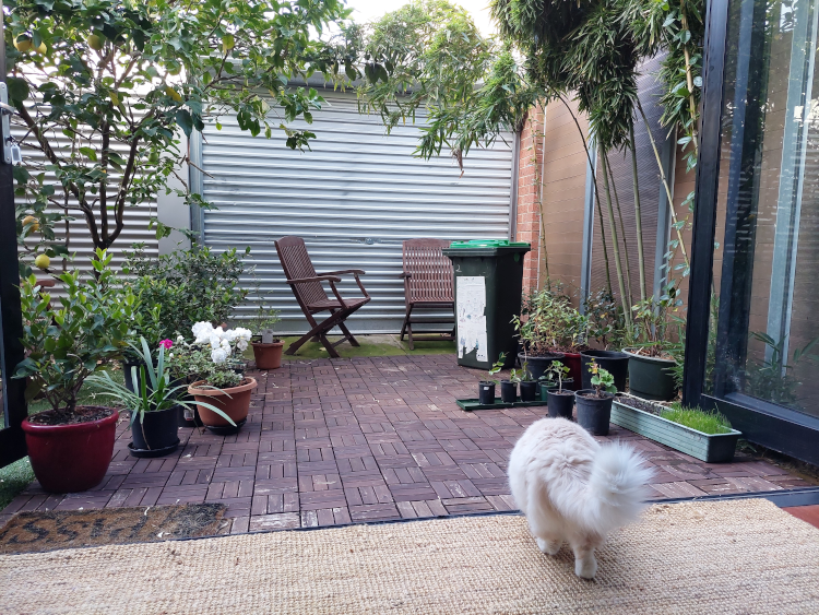Back of a cat in foreground as it walks into a small backyard with pot plants around the edges, a tree in the background on the left and bamboo lining the fence on the right. 2 outside chairs in front of garage door in the back and a wheelie rubbish bin in front of them. No grass.
